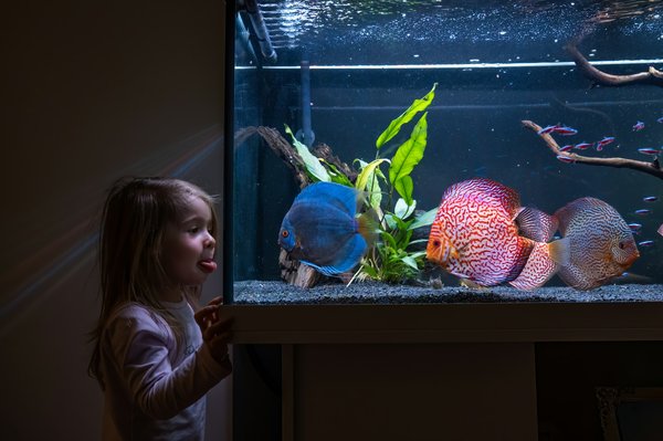 Quelle est la meilleure méthode pour déménager un grand aquarium d'eau douce ?